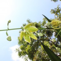 Furcraea foetida (L.) Haw.